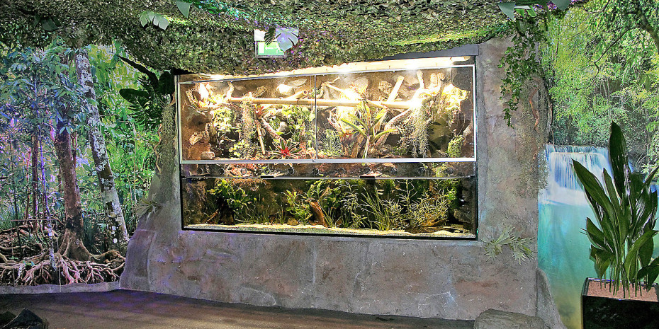 Im Sea-Life in Oberhausen wurde ein Aqua-Terrarium im Stil einer ­Mangroven-Uferlandschaft in Madagaskar realisiert, mit drei Metern  Breite und 1,9 Metern Höhe.