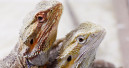 Letzte Exotica-Reptilienbörse in St. Pölten?